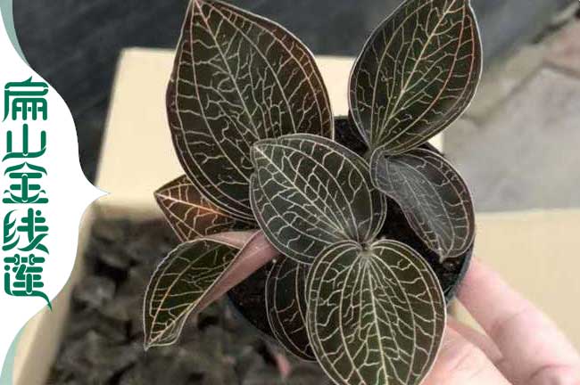 廣西金線(xiàn)蓮種植技術(shù)培訓(xùn)
