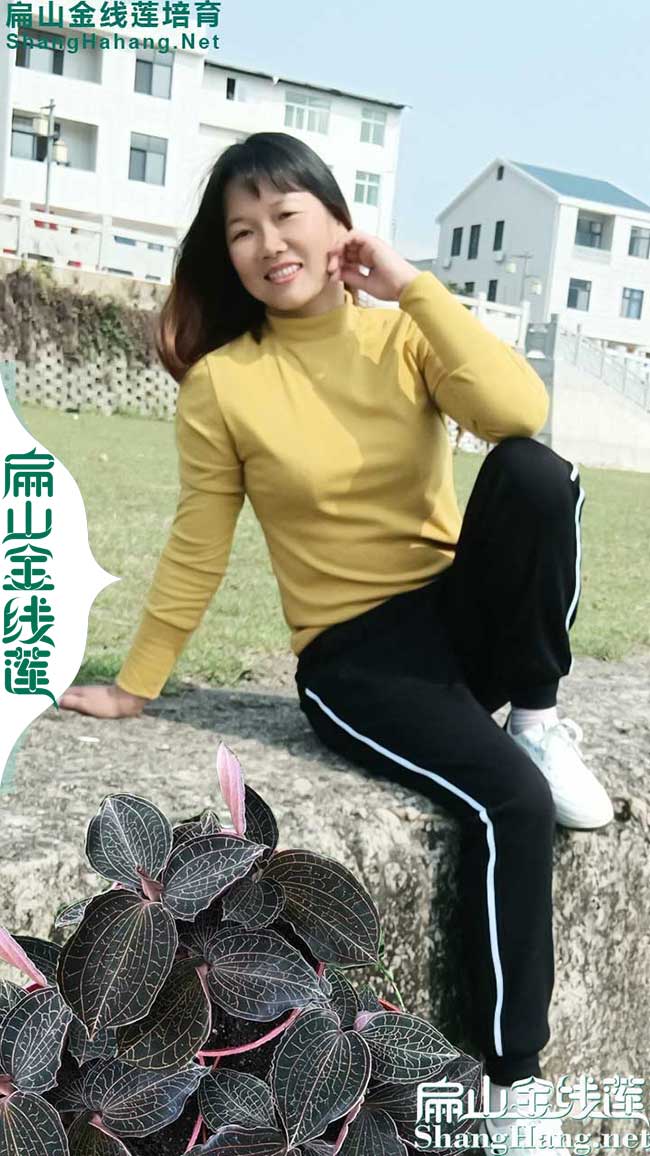 大揭陽(yáng)的金線(xiàn)蓮種苗 廣東揭陽(yáng)鐵皮石斛種植基地批發(fā)公示5元