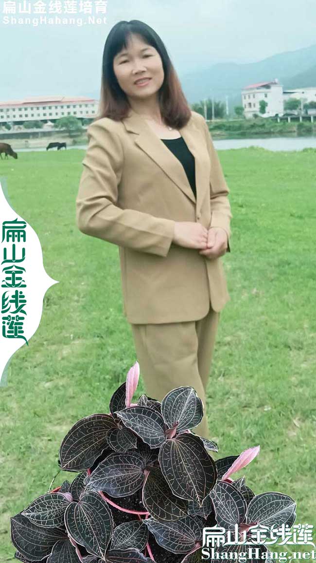 標(biāo)準(zhǔn)紹興金線蓮價(jià)格 紹興鐵皮石斛種植基地大批發(fā)16元/瓶子