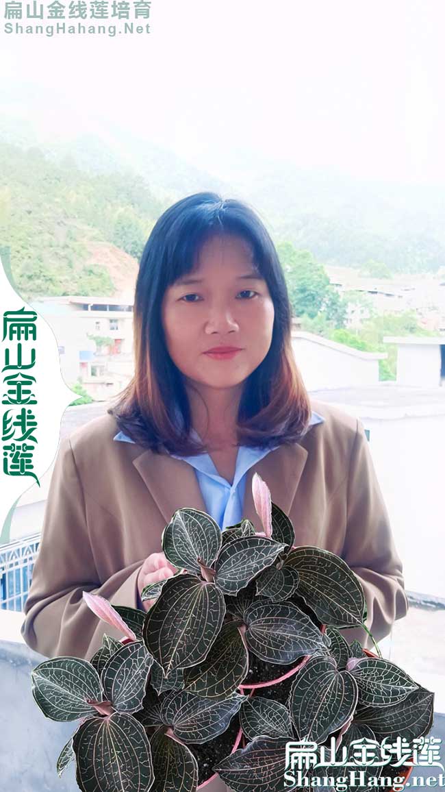 好苗 江西新余金線蓮種植基地批發(fā)江西新余金線蓮種苗價(jià)格9元