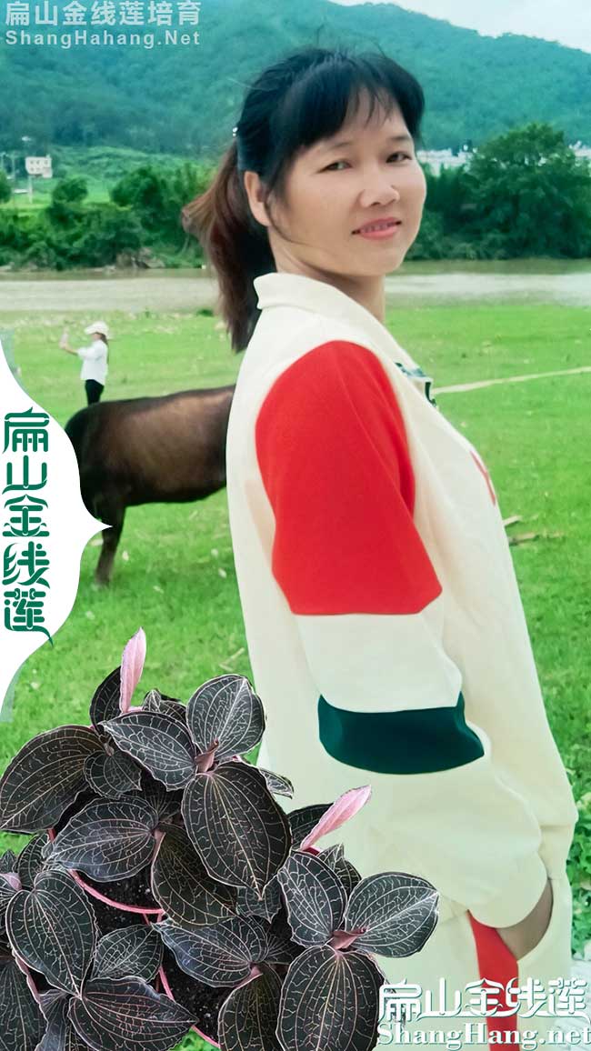 大嘉興臺(tái)灣金線蓮種苗批發(fā) 嘉興臺(tái)灣金線蓮種植基地 哪里有賣