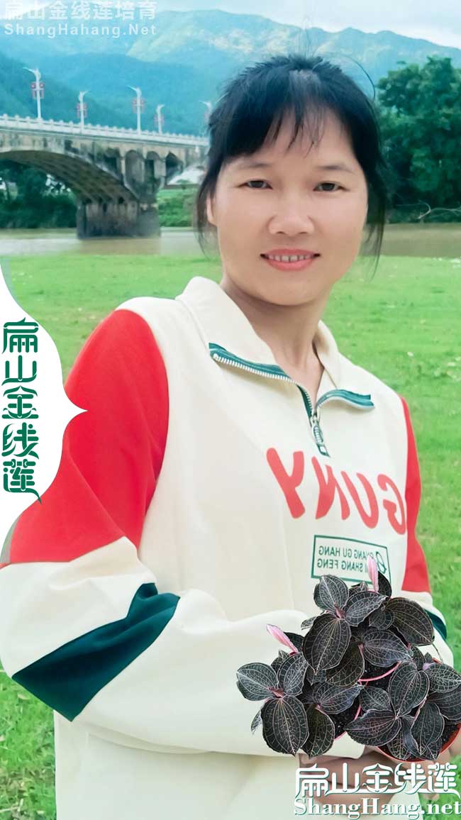 銷路 陽江金線蓮種苗 廣東陽江紅霞金線蓮種植基地批發(fā)價9元