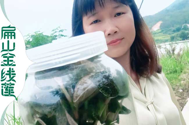 貴州金線(xiàn)蓮育苗技術(shù)