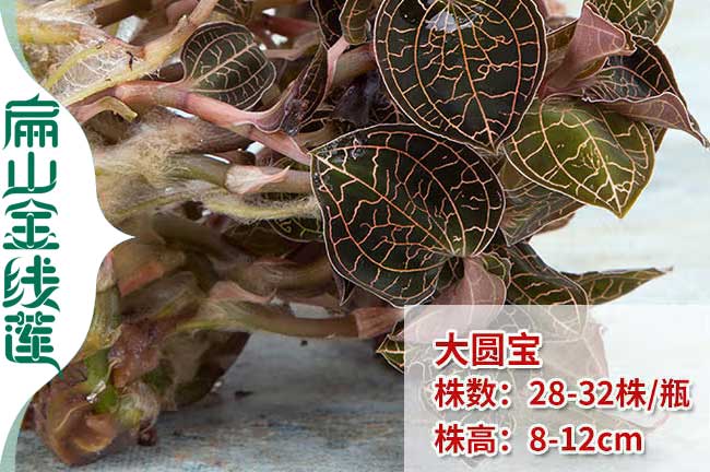 浙江金線(xiàn)蓮苗培育