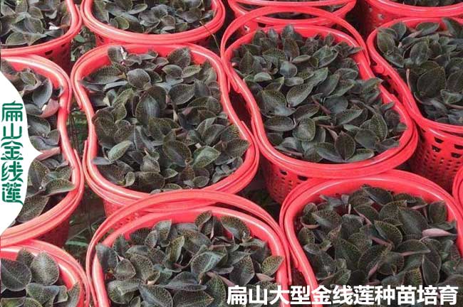 選擇金線蓮的品種