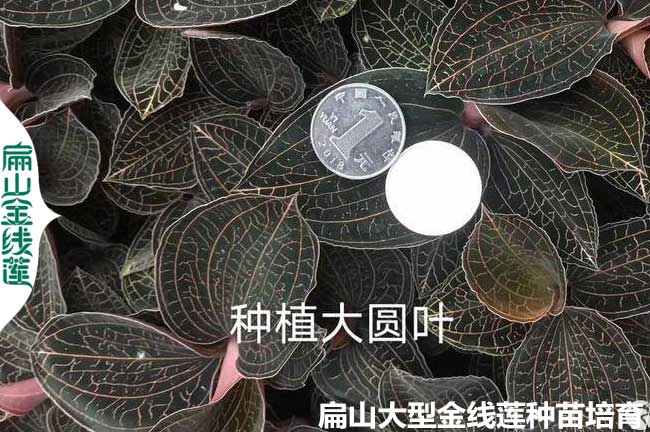 鳥人參的養(yǎng)殖護環(huán)境