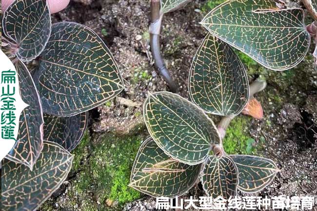 香港臺灣金線蓮種苗 廣東海南楊梅苗 澳門培育批發(fā)價9元/杯