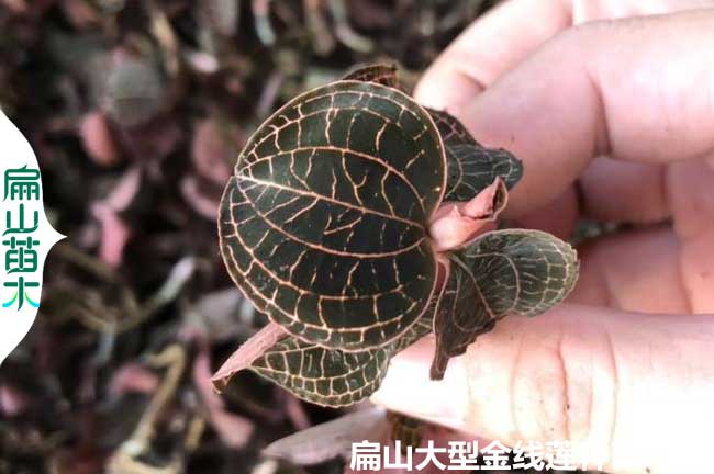 野生金線蓮價(jià)格