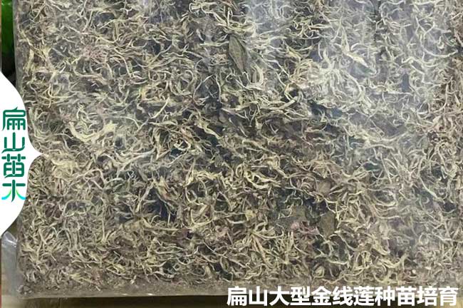 金線蓮的烘干