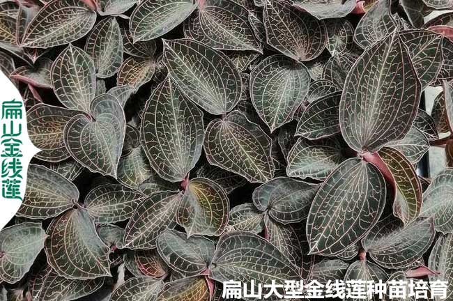 中山金線蓮種苗價(jià)格