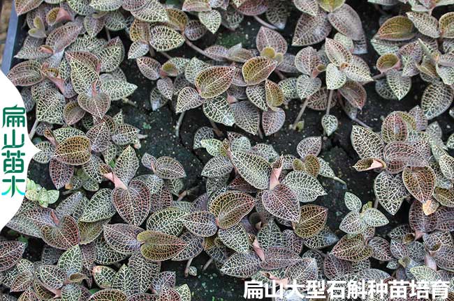 清遠金線蓮種苗培育