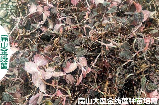 福建新鮮金線蓮批發(fā)