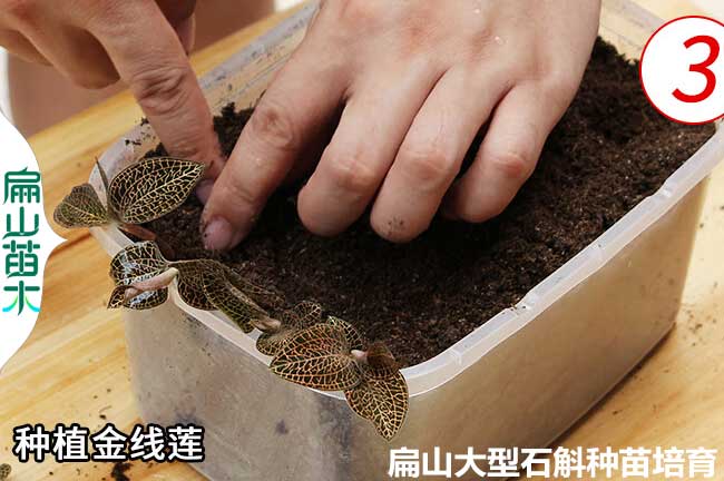 金線蓮種植的利潤(rùn)