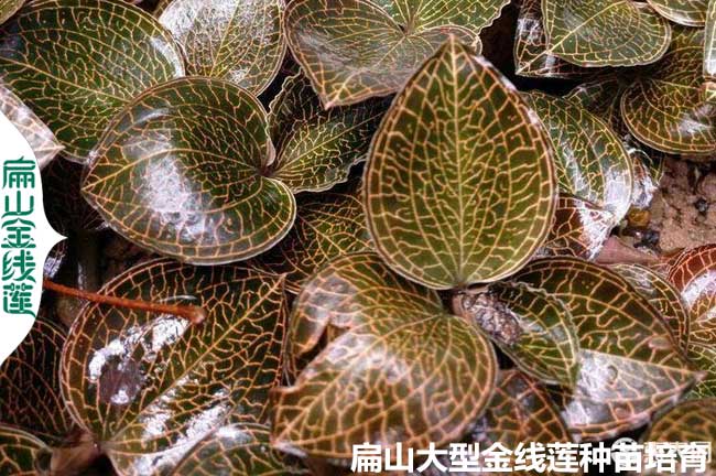新型2024福建高級金線蓮種植技術培訓基地與日常管理規(guī)范