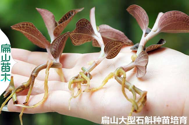 特YI級金線蓮干貨干品基地批發(fā) 福建紅霞大葉金線蘭500克/斤