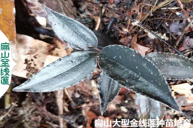 金線蓮種植的環(huán)境要求