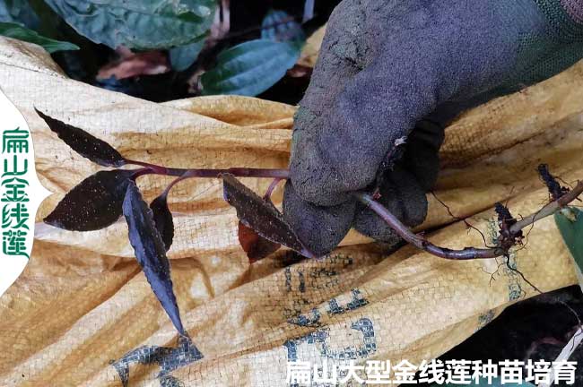 湖南野生金線蓮種植
