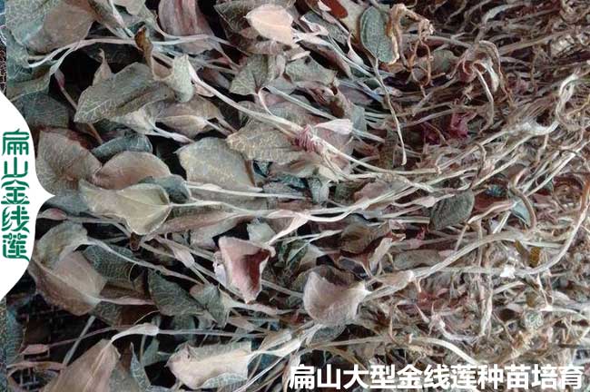 福建烘干金線蓮干貨