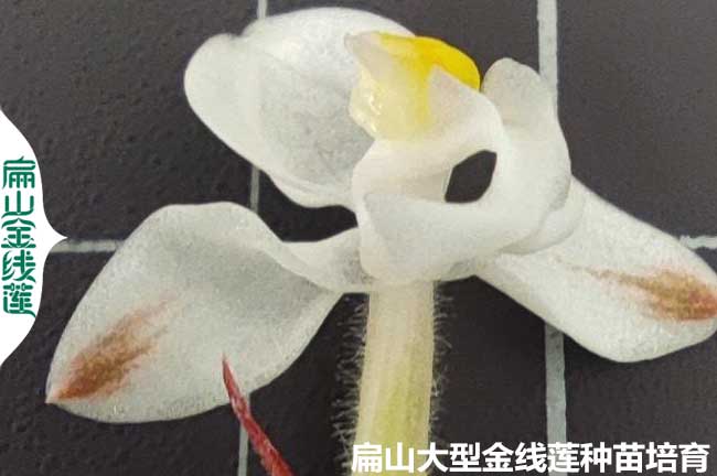 金線蓮開(kāi)花