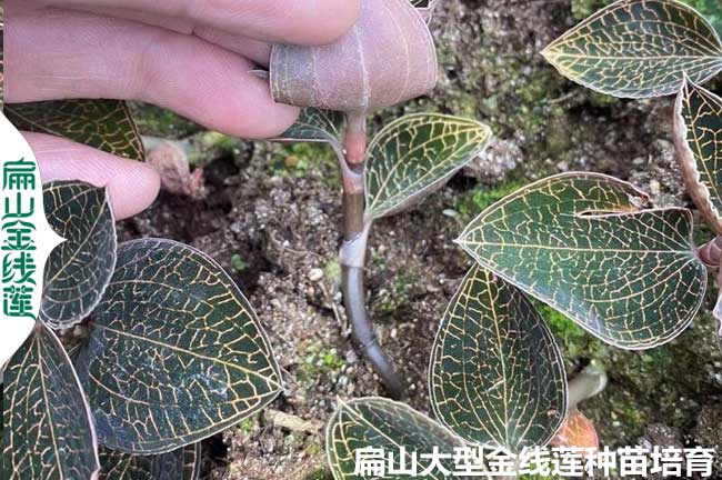 2023新出15條金線蓮種植技術(shù)和栽培管理問(wèn)題