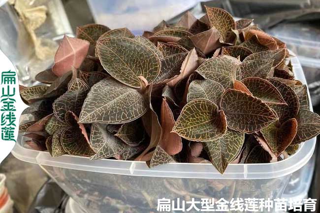 16點(diǎn)種植金線蓮的土壤條件澆水 品種選擇 環(huán)境密度 時間氣候