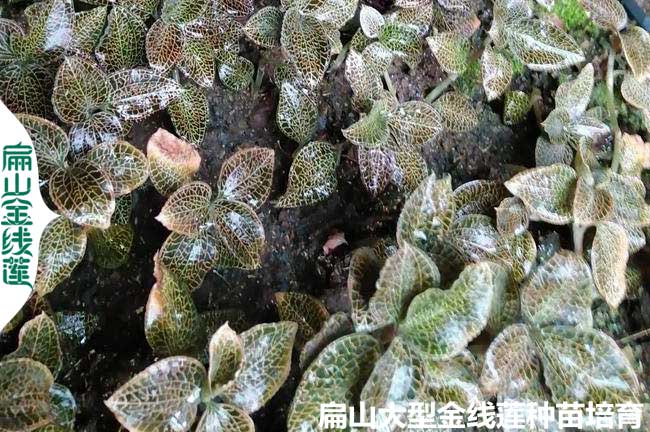 金線蓮種植騙局