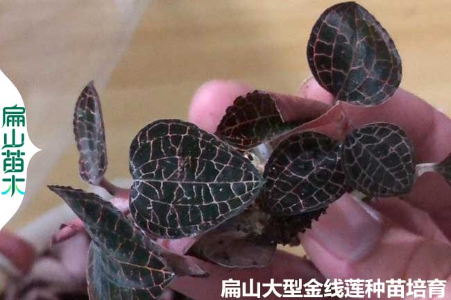 金線蓮價(jià)格