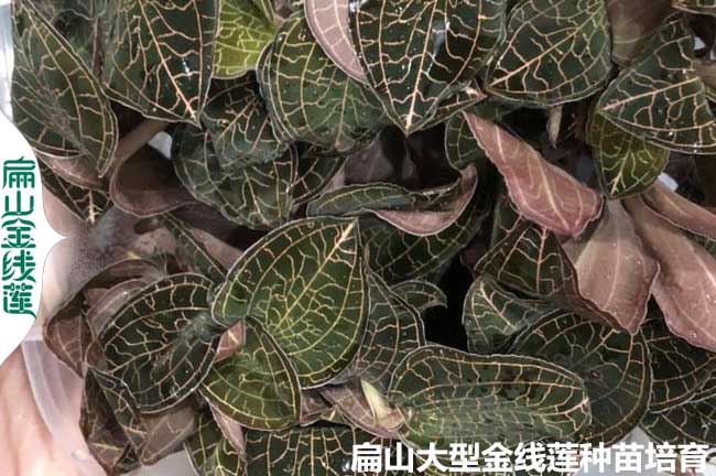 金線蓮煉苗時(shí)間長(zhǎng)短