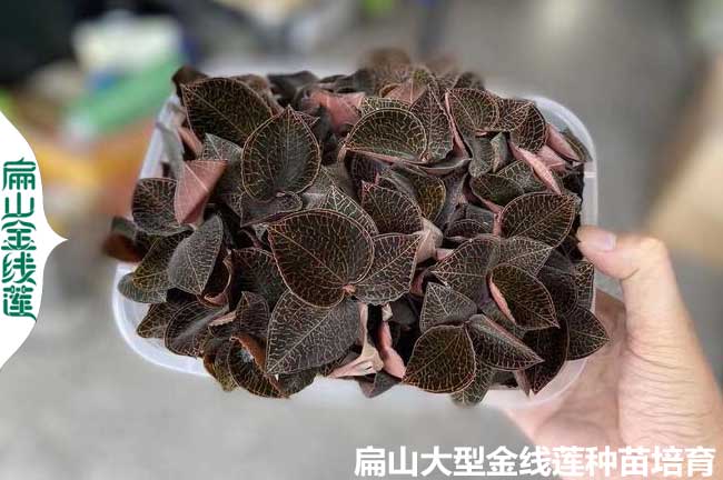 廈門(mén)金線蓮盆栽
