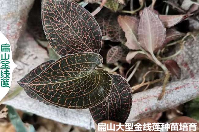 福建特級(jí)金線蓮種苗