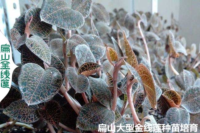 種植福建金線(xiàn)蓮種苗 養(yǎng)殖福建金線(xiàn)蓮種苗批發(fā) 干品價(jià)格9元