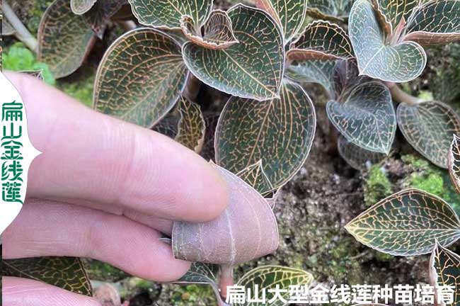 福建金線蓮的作用(止咳-抗癌-降血壓-改善體質(zhì)-清涼-退高燒)