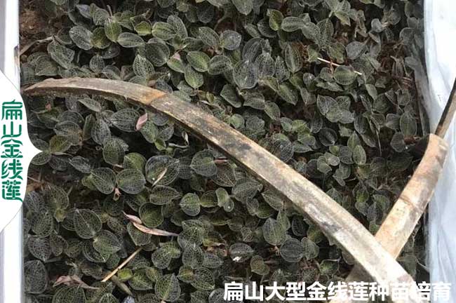 林下干貨 福建1萬(wàn)斤金線蓮干品回收 浙江廣東收購(gòu)批發(fā)價(jià)6元