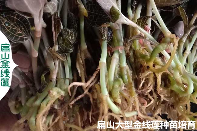 這樣算福建金線蓮種植的成本 收益 利潤 福建龍巖價格批發(fā)