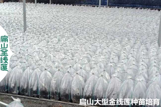 漳州套袋金線蓮苗