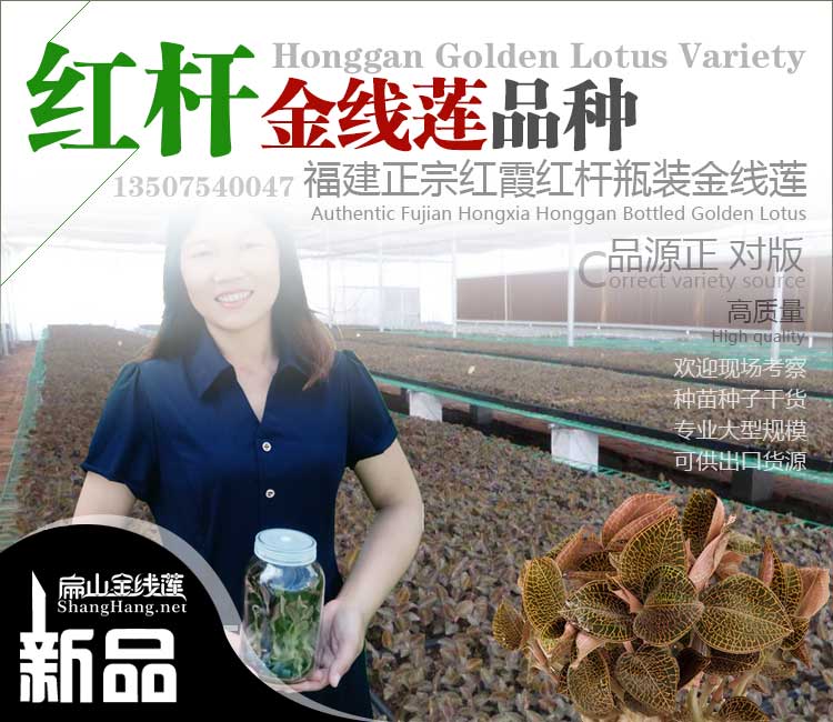S沙坪壩南岸的金線蓮種植基地九龍坡長壽區(qū)種苗批發(fā)價1元