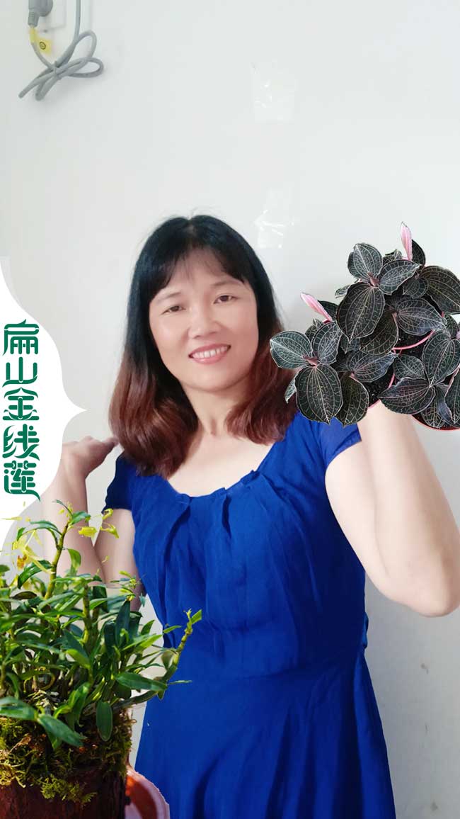 標(biāo)準(zhǔn)蘇州金線蓮的種植基地 張家港金線蓮好種苗批發(fā)0.8元/珠