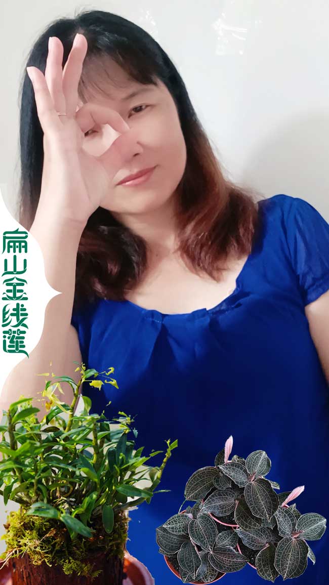 蘇仙金線蓮盆栽