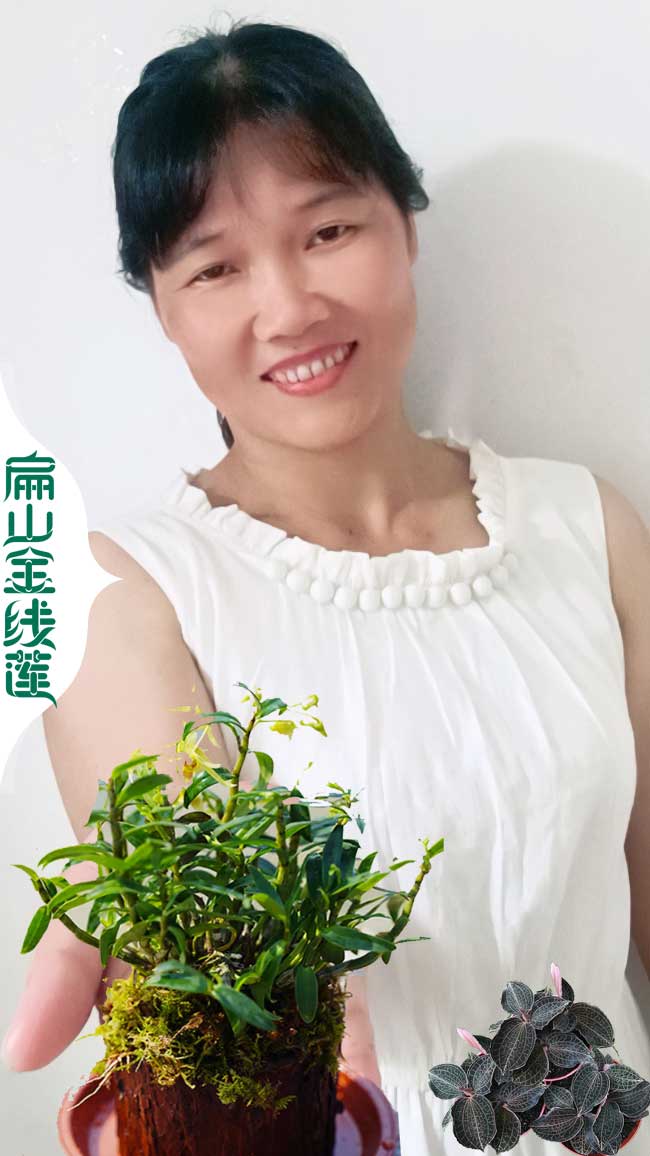 一組500顆湘潭金線蓮種植基地賣批發(fā)多少錢 湖南湘潭金線蓮
