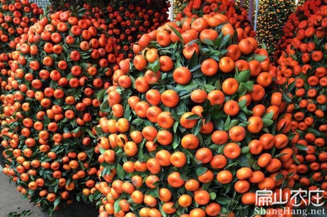 揭陽橘子種植基地