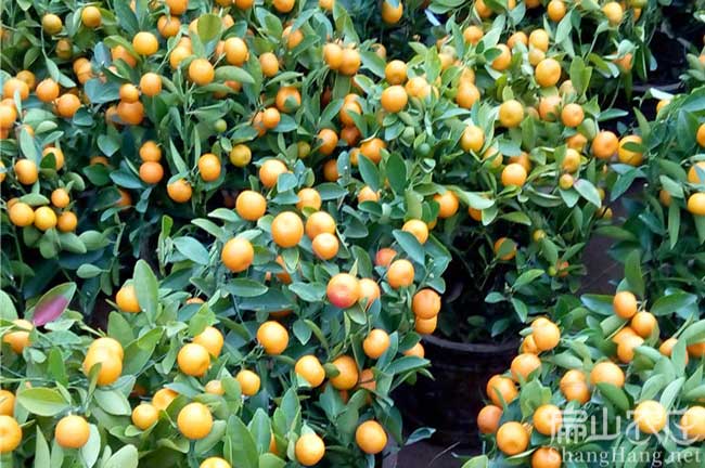 龍巖橘子樹(shù)培育