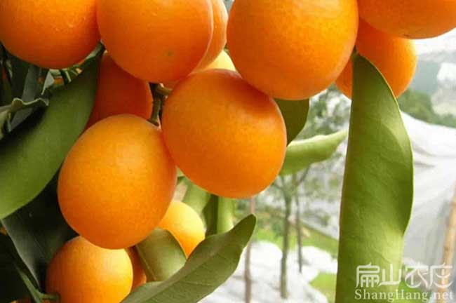 揭陽橘子苗批發(fā)