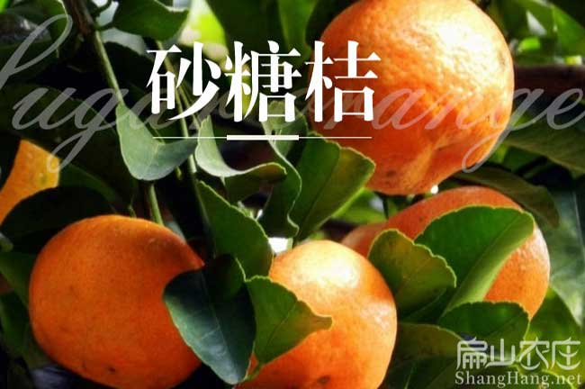 龍巖砂糖桔樹(shù)苗批發(fā)