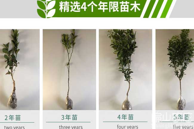 泉州橘子樹(shù)苗