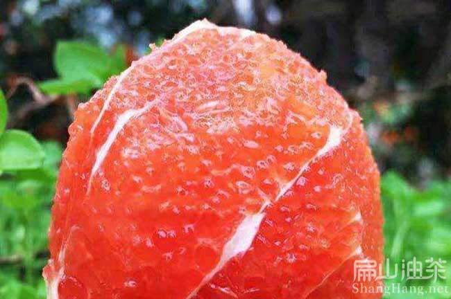 揭陽紅美人橘子樹
