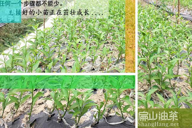 濮陽沃柑苗