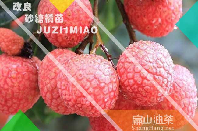 平頂山荔枝苗批發(fā)