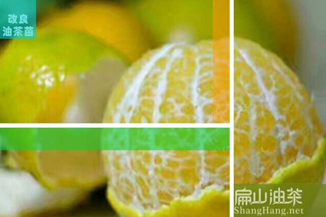 臺前橘子苗培育
