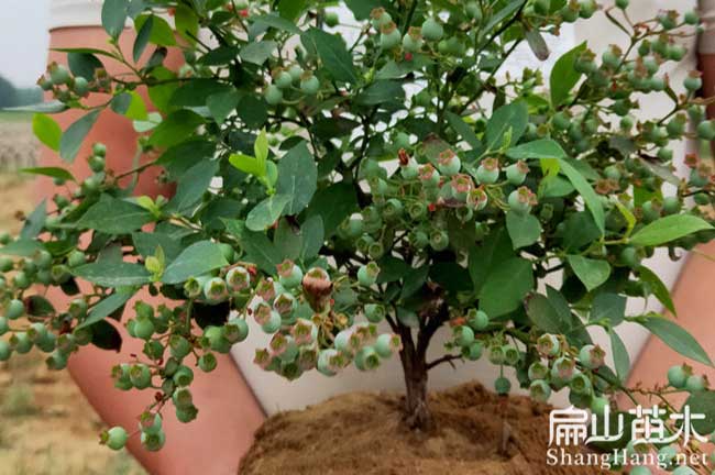 掛果藍莓樹苗