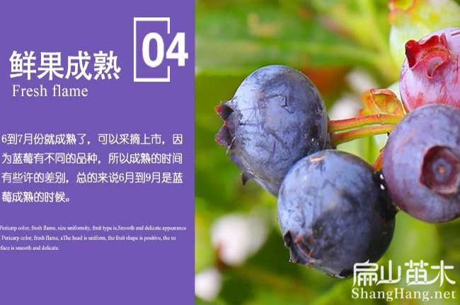 潮州藍莓果